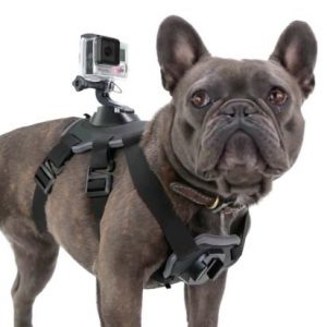 arnes perro cámara GoPro