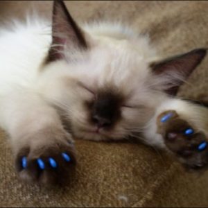 funda uñas gato
