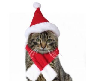 cat_christmas